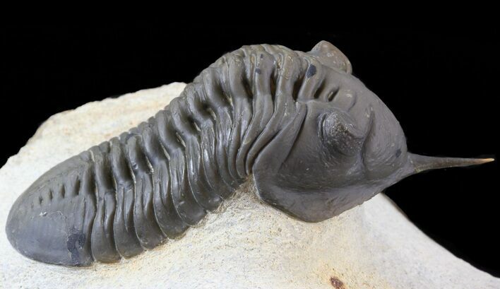 Very Nice Morocconites Trilobite - Ofaten, Morocco #41772